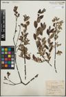 Foto von Salix lapponum L. x Salix myrtilloides L.